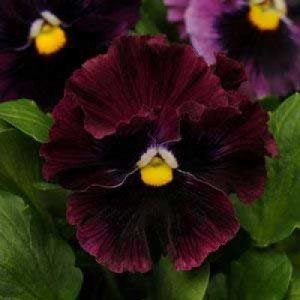 Viola wittrockiana F1 Frizzle Sizzle Burgundy